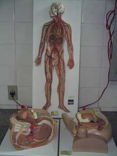 Pos em anatomia humana Pos em anatomia humana